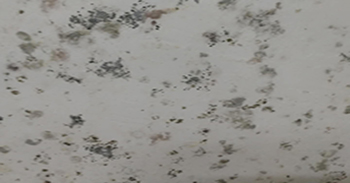 白墻發(fā)霉后不要隨意處理,達不到效果還有副作用