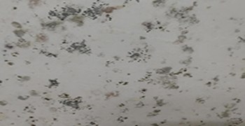 墻壁發(fā)霉怎么處理，看完這篇就別再百度啦！