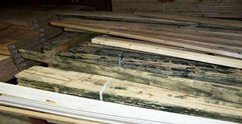 木材發(fā)霉了再處理不如及時(shí)預(yù)防