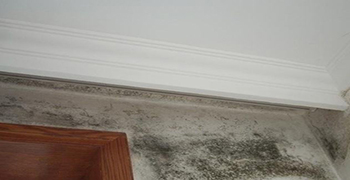 房間墻壁長(zhǎng)霉怎么辦？怎么對(duì)付長(zhǎng)霉的房間？