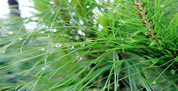 松木家具怎么防霉