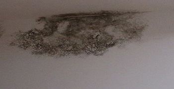 宿舍墻壁發(fā)霉影響健康？霉博士教你一招快速除霉