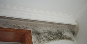 墻體發(fā)霉？這3個方法 太實用了