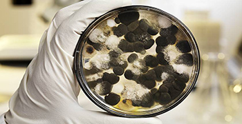 防霉劑廠家告訴你為什么要做防霉？防霉的意義在哪里？