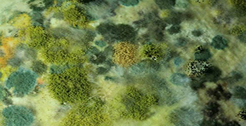 防霉劑廠家告訴你霉菌在何種條件下才能生長(zhǎng)繁殖！