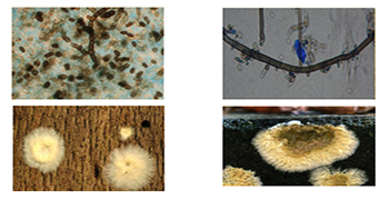 霉菌對人體的危害，你都知道嗎？