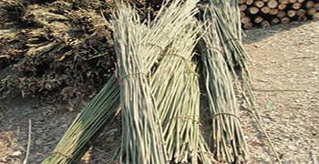 新鮮竹木如何做防霉，霉博士來幫你