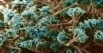 其它真菌毒素還有哪些？