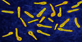 其他細(xì)菌毒素還有哪些？