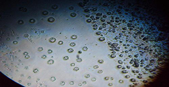 微生物活動(dòng)與氧氣的關(guān)系！