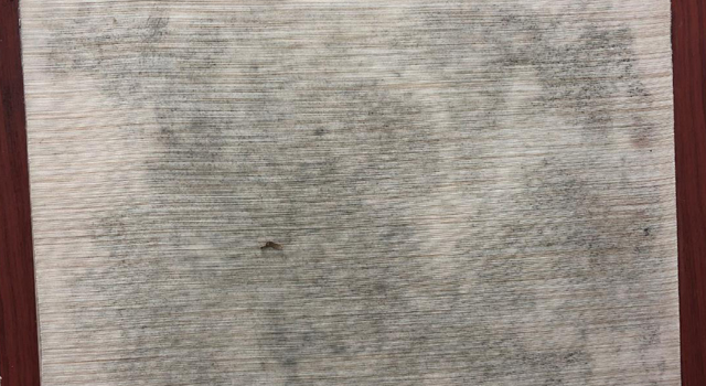 如何預(yù)防墻紙發(fā)霉？