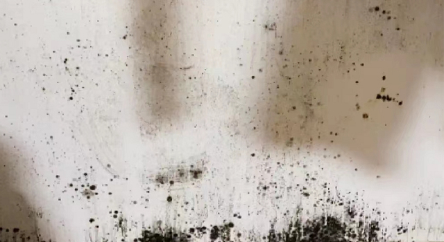 墻面發(fā)霉? 細菌滋生?跟著霉博士一起跟霉菌說拜拜