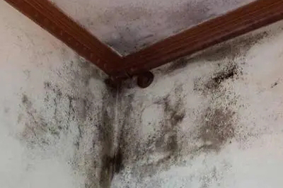 墻面發(fā)霉怎么處理？教你一招自己在家就能解決