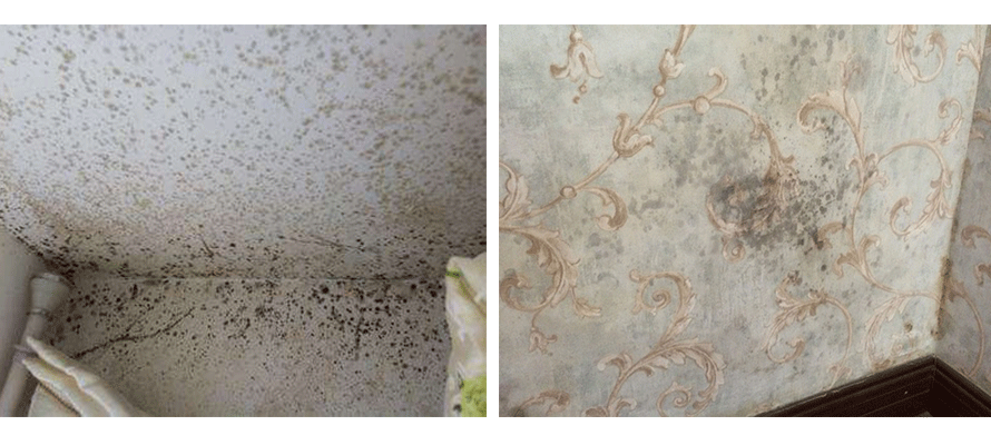 墻紙發(fā)霉