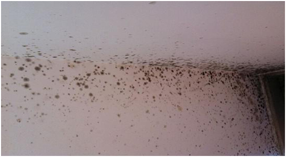 地下室發(fā)霉