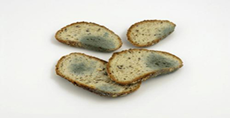 食物發(fā)霉