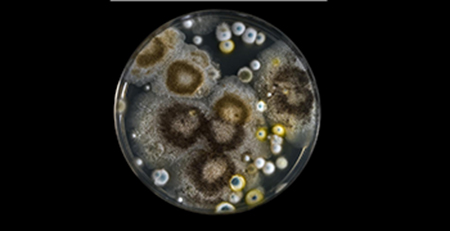 圓片培養(yǎng)皿