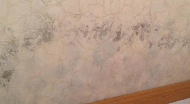 墻布防霉.webp.jpg